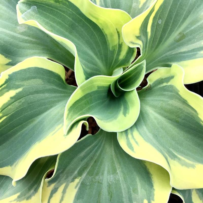 Hosta Mini Skirt