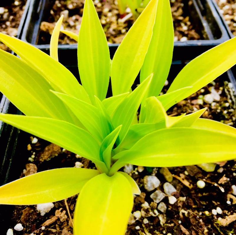 Hosta Munchkin Fire