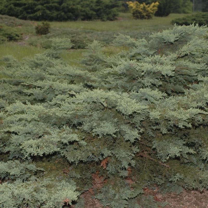 Juniperus virginiana Silver Spreader