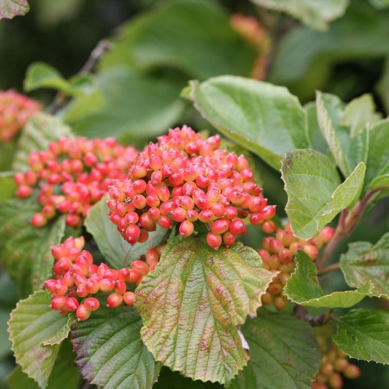 Viburnum dilatatum SMNVDMDO