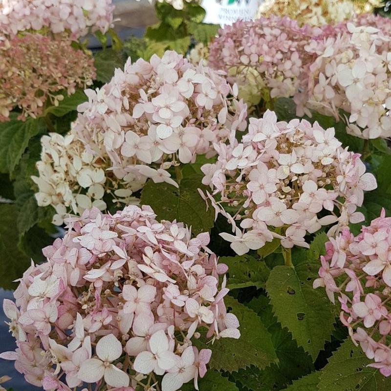 Hydrangea arborescens NCHA5