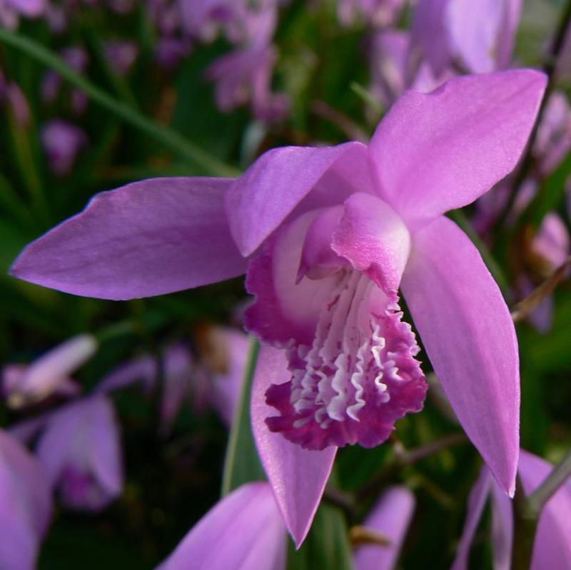 Bletilla striata 