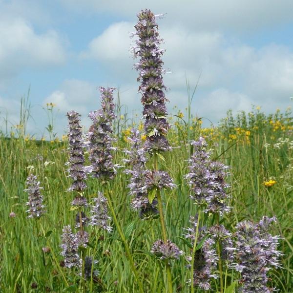 Agastache scrophulariaefolia 