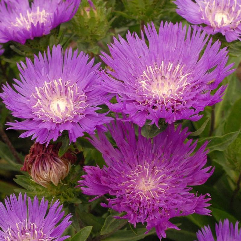 Stokesia laevis Honeysong Purple