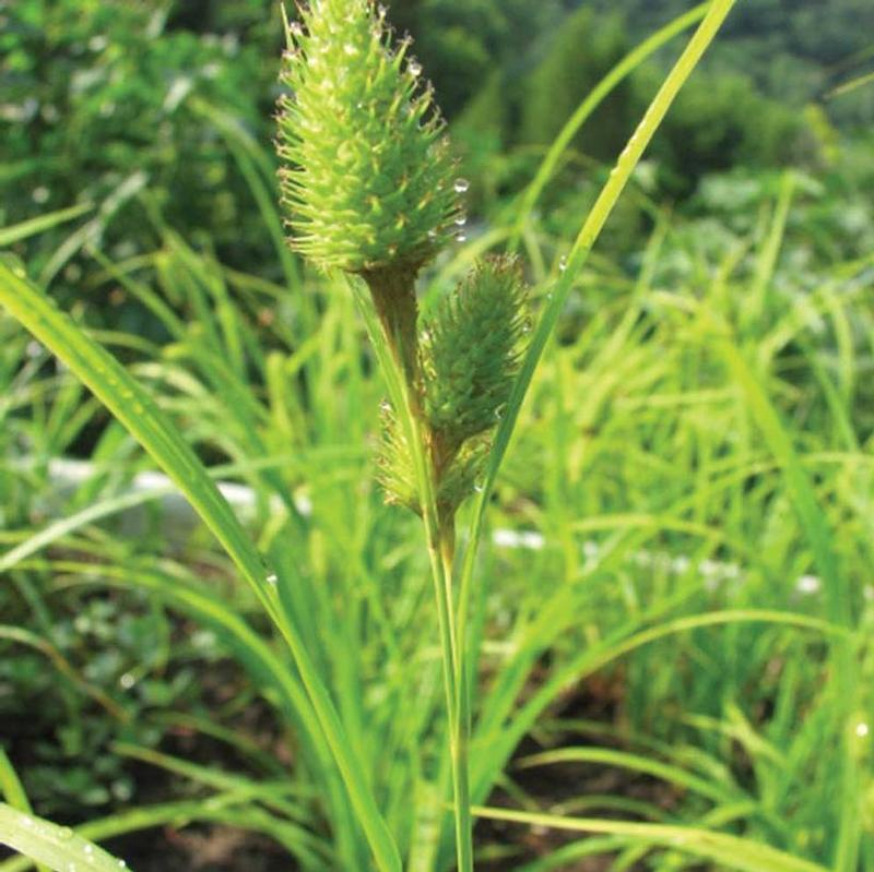 Carex hystericina 