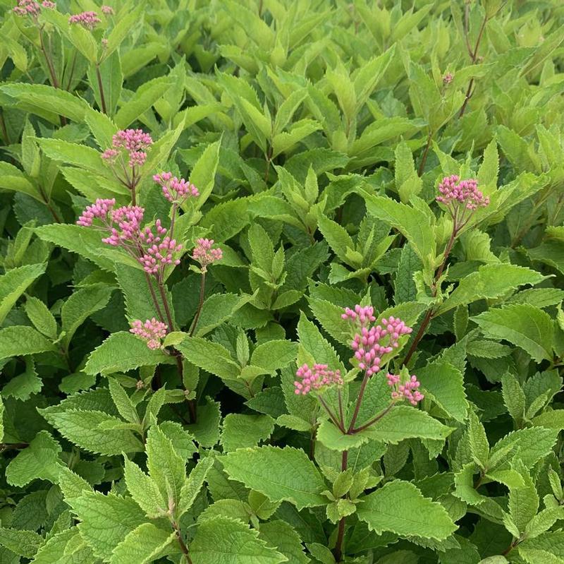 Eupatorium maculatum Phantom