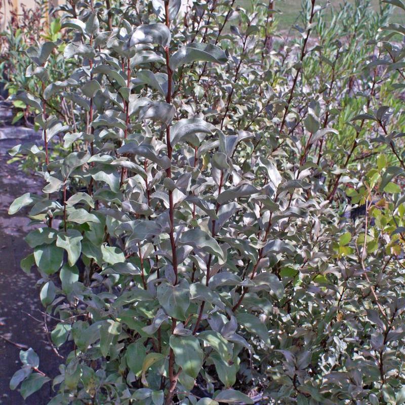 Elaeagnus commutata 