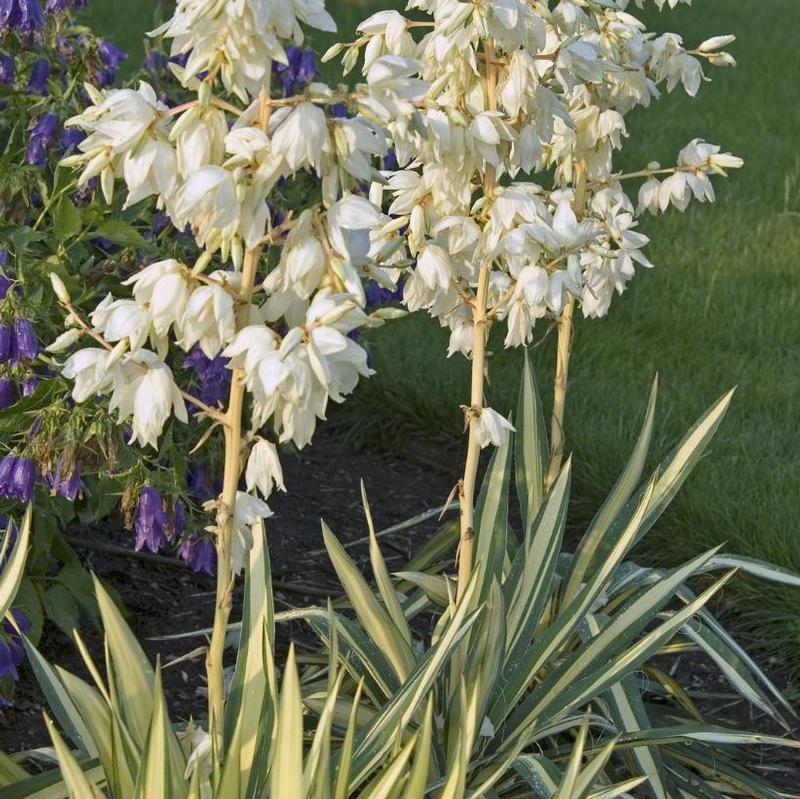 Yucca filamentosa Colour Guard