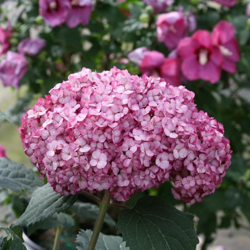 Hydrangea arborescens NCHA7