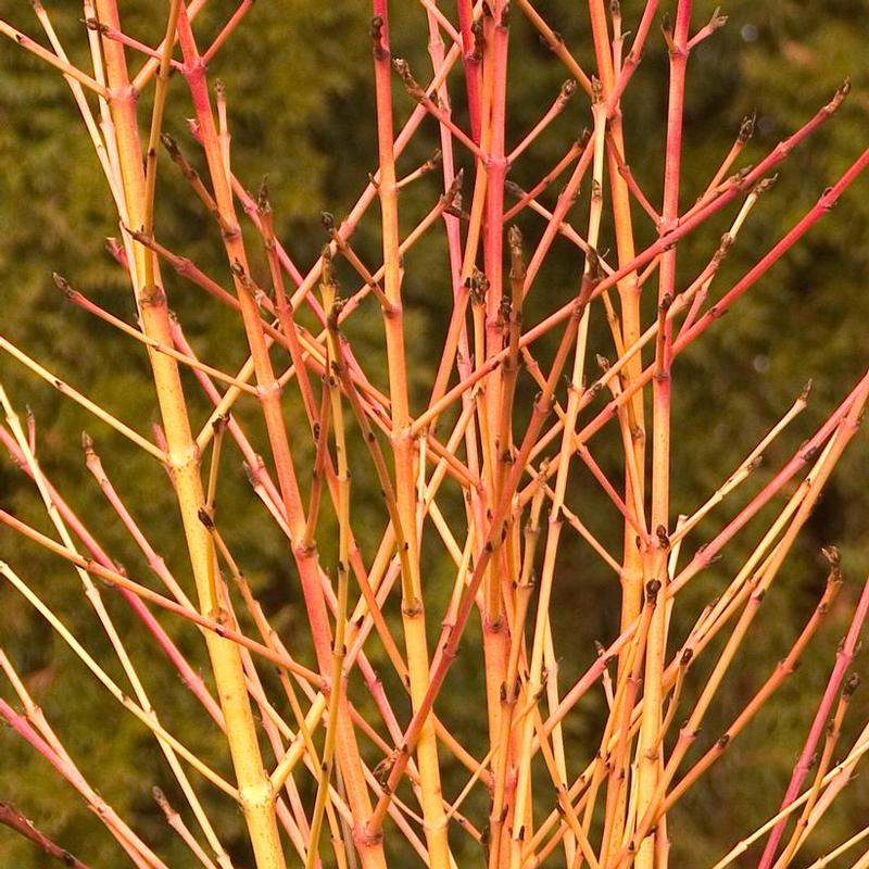 Cornus sanguinea Cato