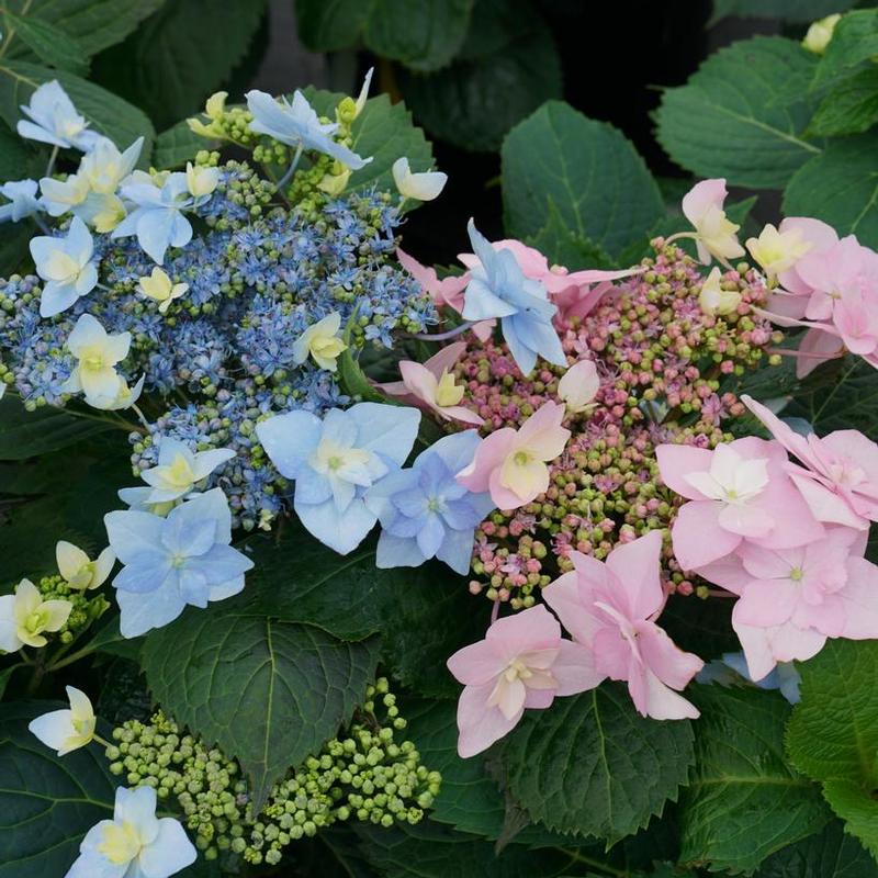 Hydrangea serrata Tuff Stuff SMNHSDD