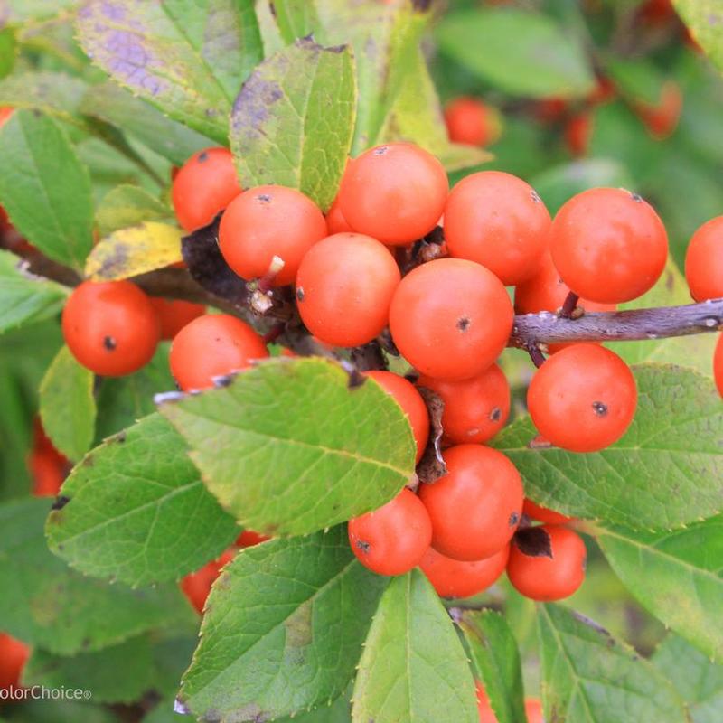 Ilex verticillata Little Goblin NCIV2