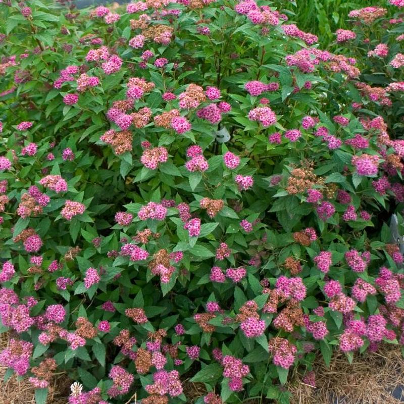 Spiraea japonica Galen