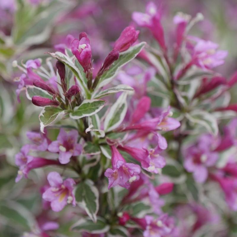 Weigela florida Verweig8