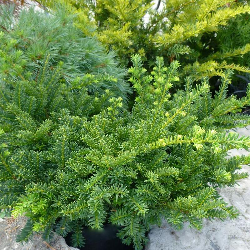 Taxus cuspidata 'Monloo' Emerald Spreader® Yew from Antheia Gardens