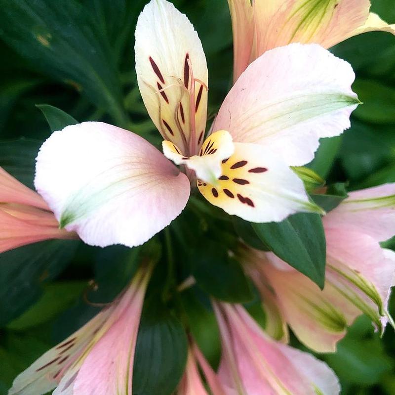 Alstroemeria Inca Collection® Koice