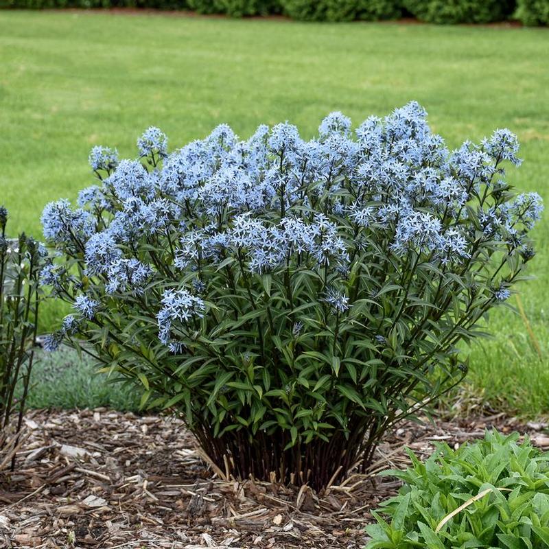 Amsonia tabernaemontana Storm Cloud