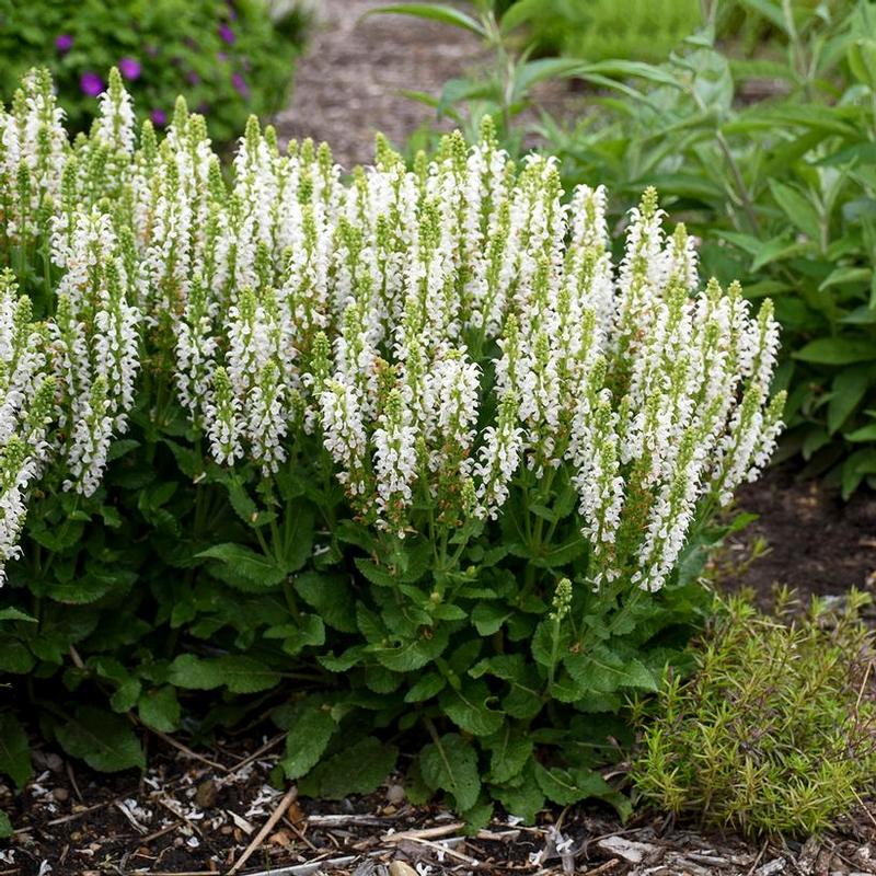 Salvia nemorosa Bumble Bumblesnow