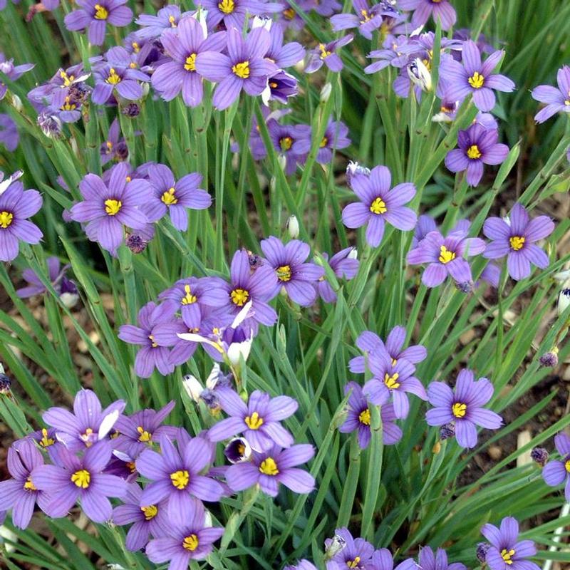 Sisyrinchium angustifolium Lucerne