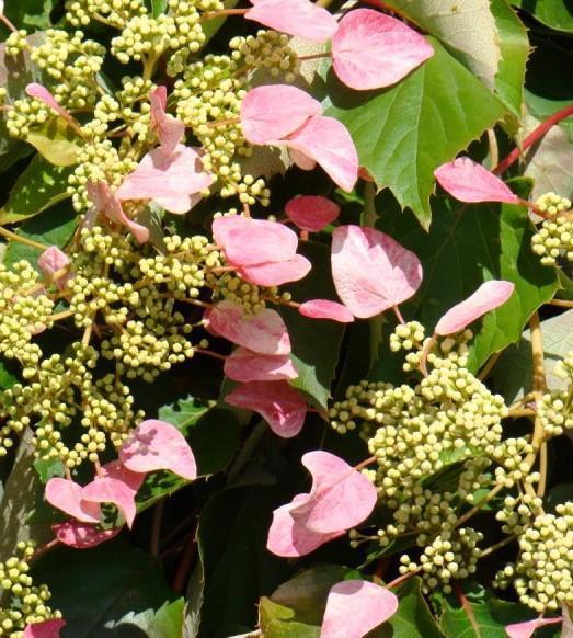 Schizophragma hydrangeoides Roseum