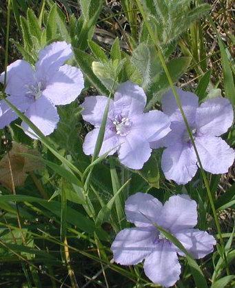 Ruellia humilis 