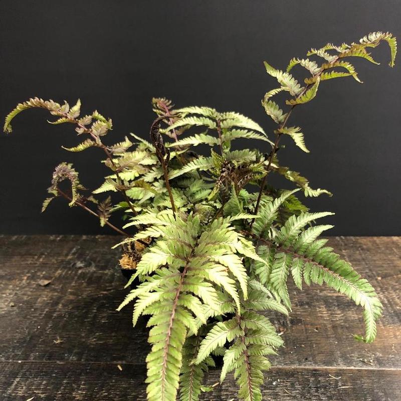 Athyrium niponicum pictum Pearly White