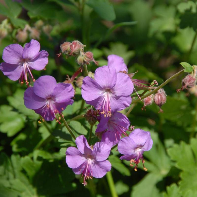 Geranium x cantabrigiense Karmina