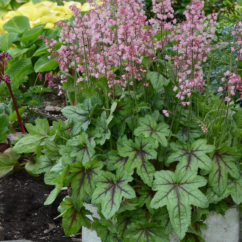 Heucherella x Pink Fizz