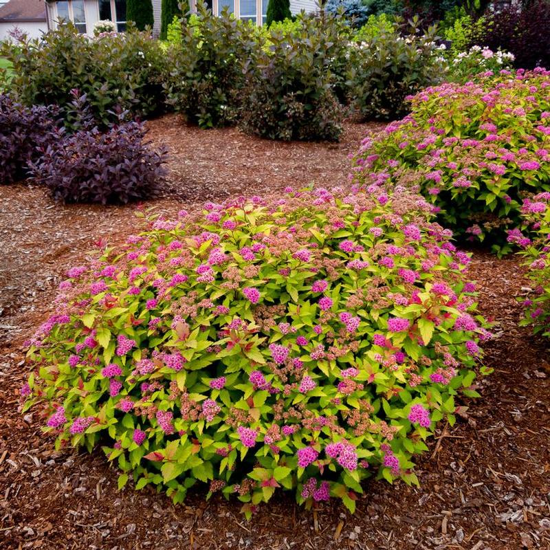 Spiraea japonica Matgold