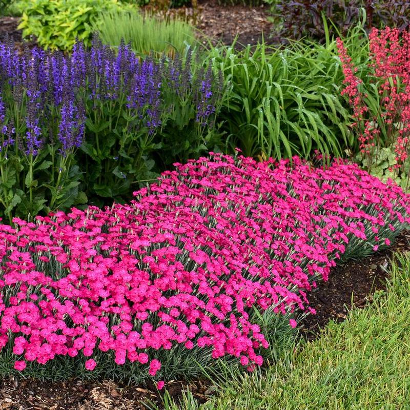 Dianthus x Paint the Town Paint the Town Magenta