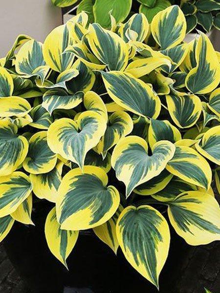 Hosta Ben Vernooij