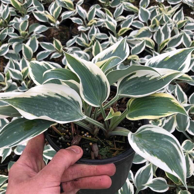 Hosta Great Escape