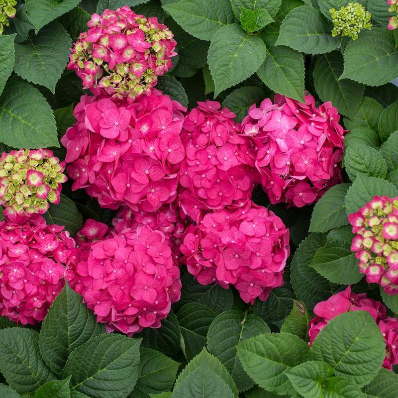 Hydrangea macrophylla Endless Summer® Bailmacfive