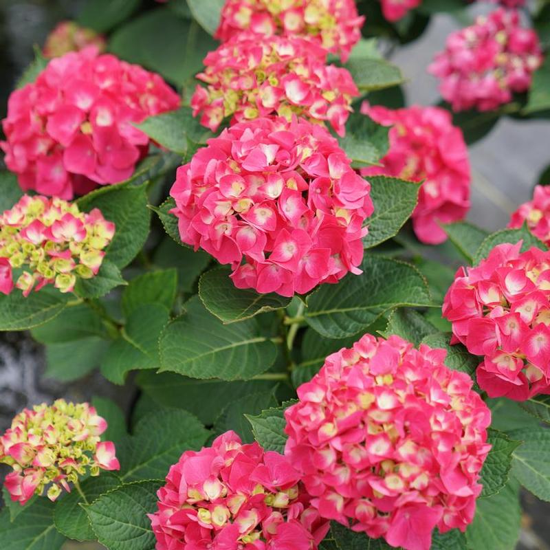 Hydrangea macrophylla SMNHML