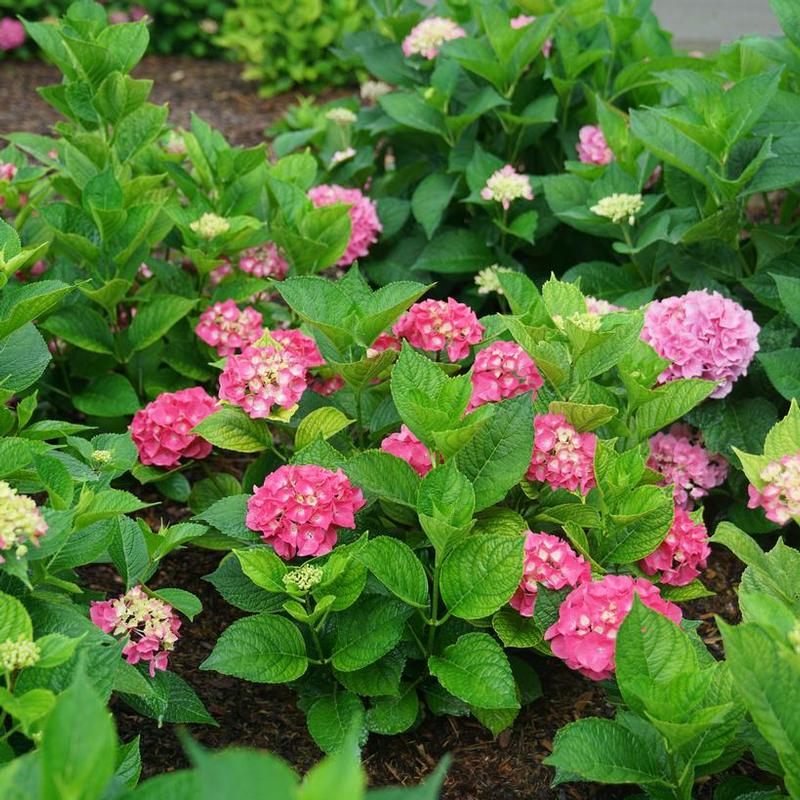 Hydrangea macrophylla SMNHMP