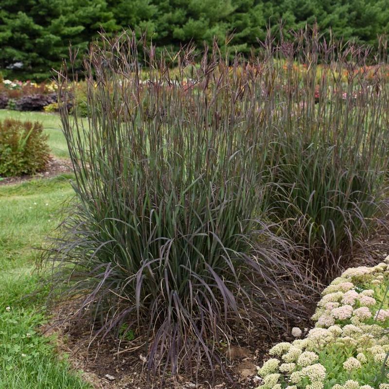 Andropogon gerardii Blackhawks