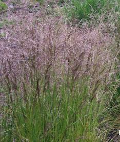 Deschampsia cespitosa Pixie Fountain