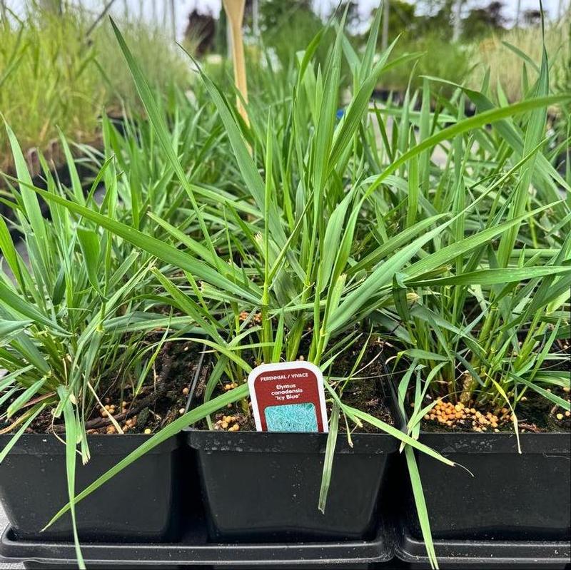 Elymus canadensis Icy Blue