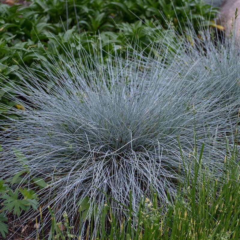 Festuca glauca Blue Whiskers