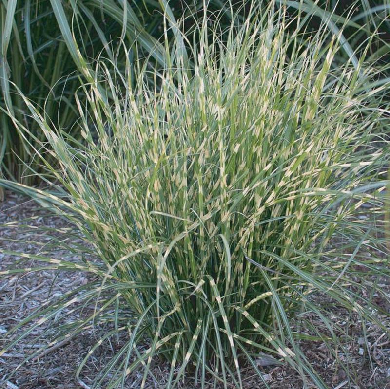 Miscanthus sinensis CP12511