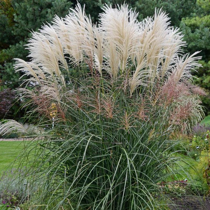 Miscanthus sinensis Encore