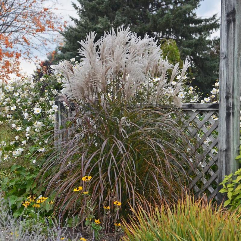 Miscanthus sinensis Oktoberfest