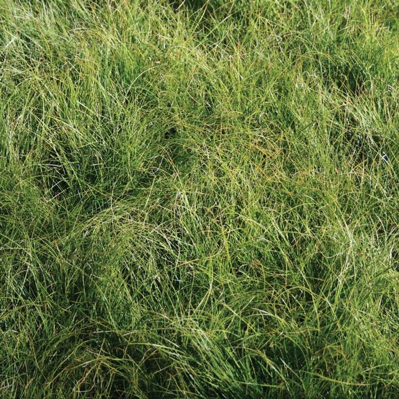 Carex appalachica 
