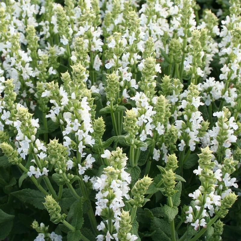 Salvia nemorosa Sensation White