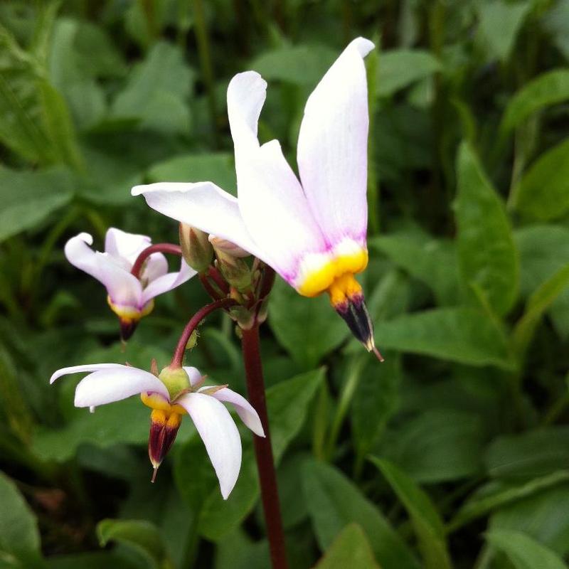 Dodecatheon meadia 