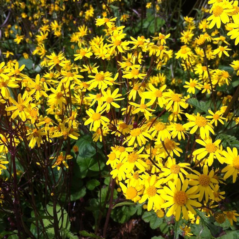 Senecio aureus 