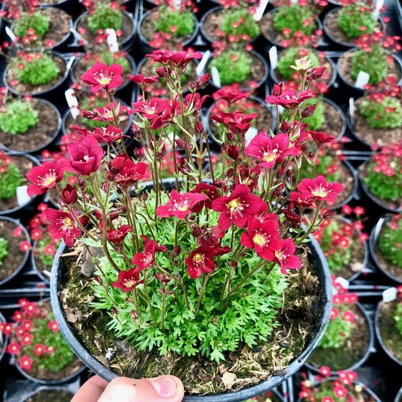 Saxifraga x Rocklet