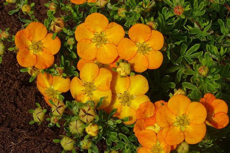 Potentilla fruticosa Bella Sol