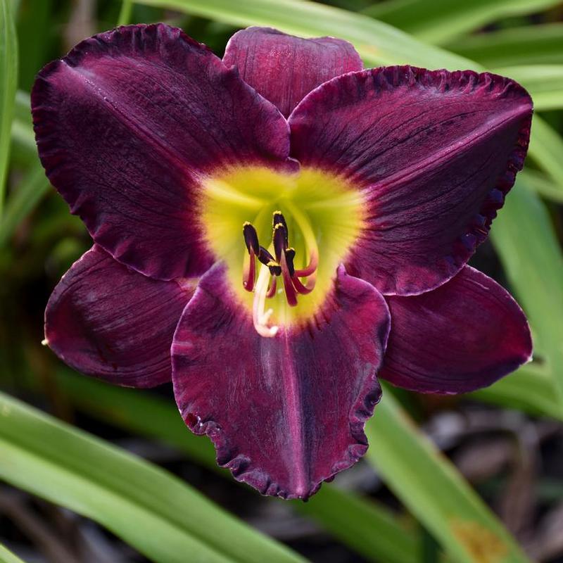 Hemerocallis Bela Lugosi