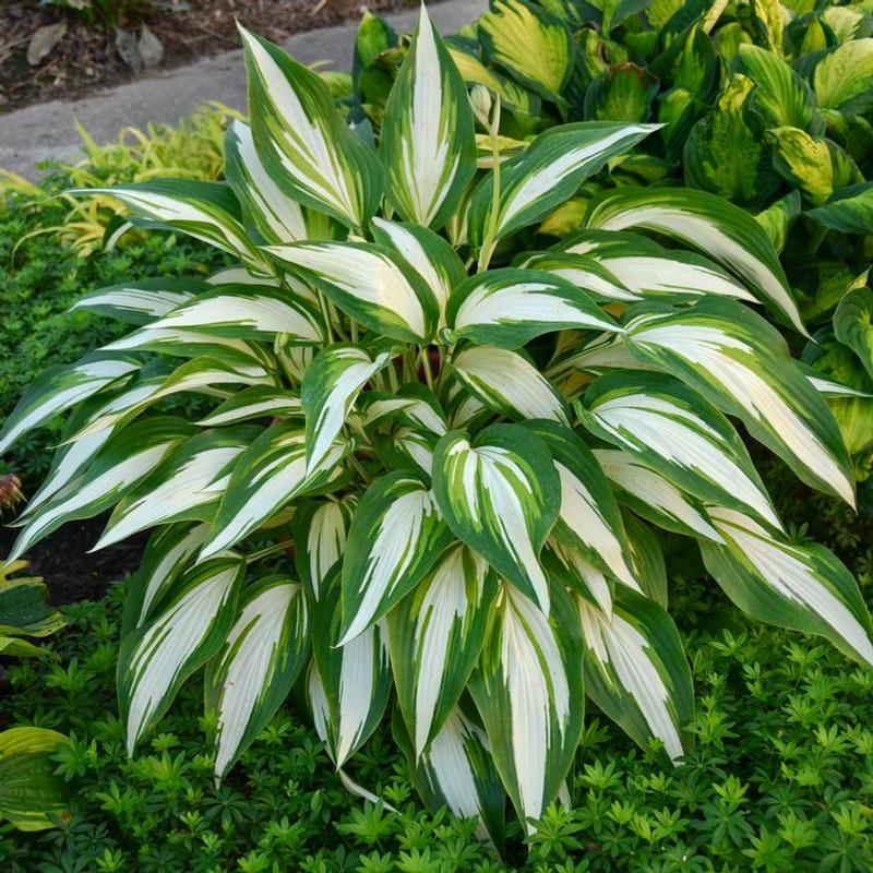 Hosta Cool as a Cucumber